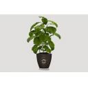 Image of Coffee Waste Flower Pot 