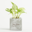 Image of Concrete Plant Pot - BRITISH MADE