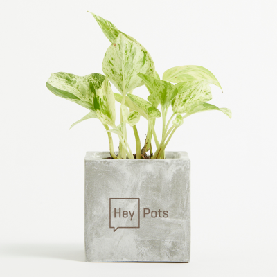 Image of Concrete Plant Pot - BRITISH MADE
